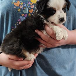 Mastiff and Toy Australian Shepherd Puppies from Mountain Mama Mastiffs and Tailspin Toy Aussies