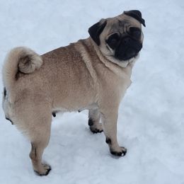 Genisis - Pug