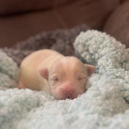 Marshall (lavender) - Silver male Chihuahua puppy in Seneca, Missouri from Stephanie’s Puppy Colony