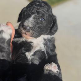 Tidings - Black male Poodle puppy in Corona, California from Garden Of Poodles