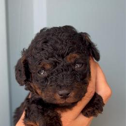 Snickers- Tiny toy phantom 7-10lbs - Black phantom male Aussiedoodle puppy in Spring Hill, Florida from Pawprint Dreams Boarding and Kennel