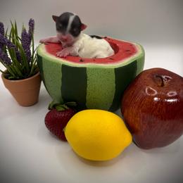 Christy - Parti female Yorkshire Terrier puppy in Hastings, Nebraska from Promise Land Pets