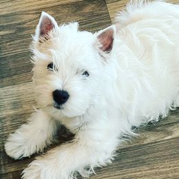 West Highland White Terrier Puppies from Elvador West Highland White Terriers