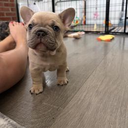 French Bulldog Puppies from Foster Lake Frenchies