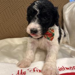 Zeus - Parti male Poodle puppy in Mobile, Alabama from Semmy’s Standard Poodle LLC