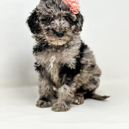 Pickle - Merle female Labradoodle puppy in Davison, Michigan from Dreaming Doodles