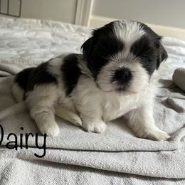 Shih Tzu Puppies from Little Lion Puppies