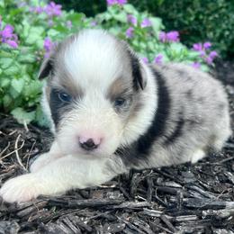 Oakley - Blue merle male Australian Shepherd puppy in Loda, Illinois from Pilcher Farms