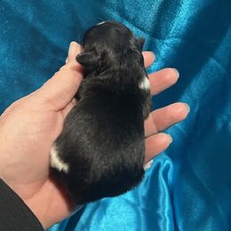 Boy 1 - Black and white male Havanese puppy in Running Springs, California from Shadycove K9