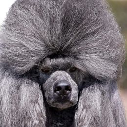 Vanessa - Poodle