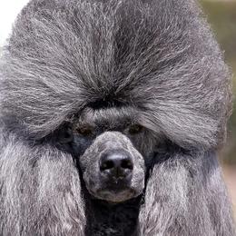 Vanessa - Poodle