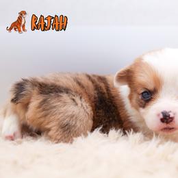 Rajah - Red merle and white male American Corgi puppy in Star City, Arkansas from T4 Farms