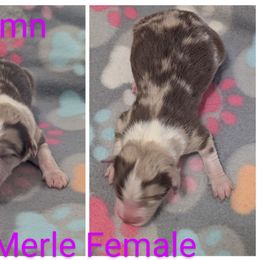 Puppy 6 - Red merle female Australian Shepherd puppy in Sanger, California from A&M Australian Shepherds