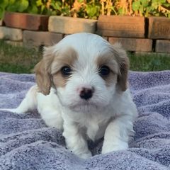 Ollie - Blenheim male Cavachon puppy in Draper, Utah from Cavachon Love Chocolate Cavaliers, Cavaliers, Cavachon’s, Cavapoos