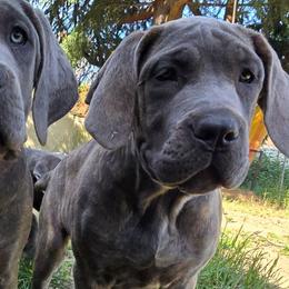 Whiza - Gray female Cane Corso puppy in Seattle, Washington from BOUDICAS CANE CORSO