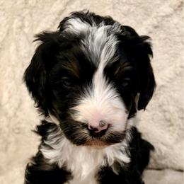 Purple collar girl - Tri-color female Bernedoodle puppy in Lake, Michigan from 3 King Doodles & Poodles