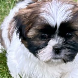 Shih Tzus from Donna rooks