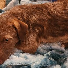 American Hunt Terriers from Sarah Holcombe