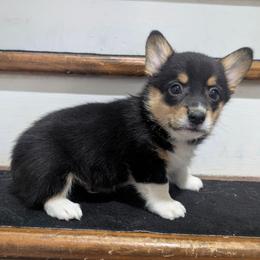 Sunny - Black and tan male Pembroke Welsh Corgi puppy in Brandon, Mississippi from Jenny May’s Corgis