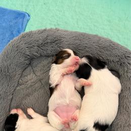 Virtue - White and black female Papillon puppy in Surprise, Arizona from Papillons in Arizona