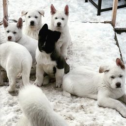 Akita from Loyally Akitas