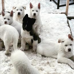 Akita from Loyally Akitas