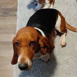 Basset Hound Puppies from Orange Mountain Basset Hounds