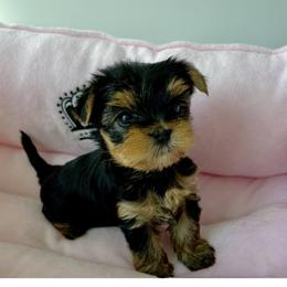Dior - Blue and gold female Yorkshire Terrier puppy in New York from Yorkies Boutique