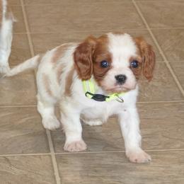 Joy - Blenheim female Cavalier King Charles Spaniel puppy in Pleasant City, Ohio from cywood's ohio cavaliers