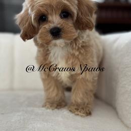 Billy - Apricot male Maltipoo puppy in Hesperia, California from McCraws N Paws