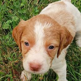 Girl 1 - Orange and white female Brittany puppy in Mishawaka, Michigan from Riverbend Brittanys