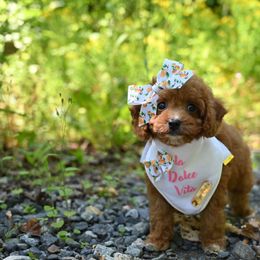 Cavapoo, Cockapoo, and Poodle Puppies from Heavenly Puppies to Love
