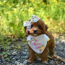 Cavapoo, Cockapoo, and Poodle Puppies from Heavenly Puppies to Love