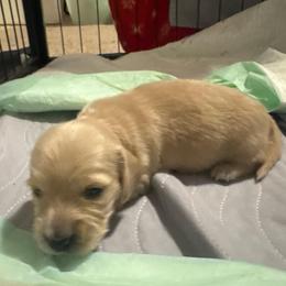 Daisy Lady longhair cream girl - Cream female Dachshund puppy in Casselberry, Florida from Amore Mini Dachshund Breeders & More