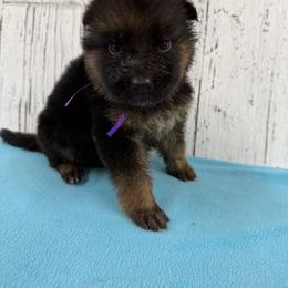 Dark purple - Black and red female German Shepherd puppy in Herrick, South Dakota from Dakota Shepherds Kennels