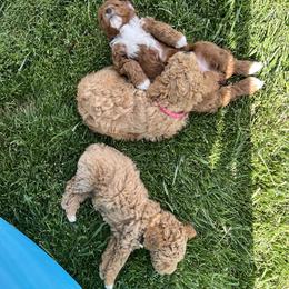 Goldendoodle and Poodle Puppies from Krispydoodle