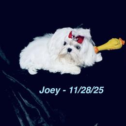 Maltese and Yorkshire Terrier Puppies from Lydia's Maltese and Yorkshire Terriers