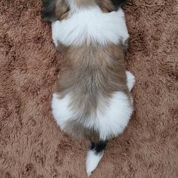 Cavachon, Cavalier King Charles Spaniel, Cavapoo, and Havanese Puppies from Peaks Pups & Cavachon Love Chocolate Cavaliers, Cavaliers, Cavachon’s, Cavapoos & Havanese