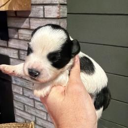 Trooper - Salt and pepper male Miniature Schnauzer puppy in Silver Creek, Mississippi from Mamie’s Minis, LLC