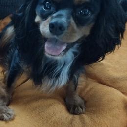 Rex - Cavalier King Charles Spaniel