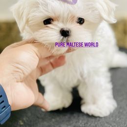 Maltese Puppies from Marvellous Maltese