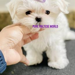 Maltese Puppies from Marvellous Maltese