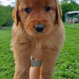 Golden Retriever Puppies from Emma's Golden Puppers