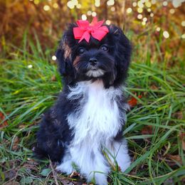Companion Cross, Havanese, Mal-Shi, Maltese, Maltipoo, Morkie, and Shih Tzu Puppies from Seeking Shalom Acres Maltese, Maltipoos & Havamalts