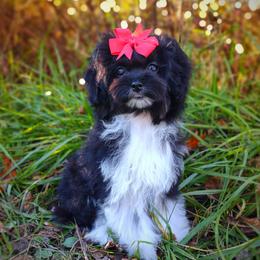 Companion Cross, Havanese, Mal-Shi, Maltese, Maltipoo, Morkie, and Shih Tzu Puppies from Seeking Shalom Acres Maltese, Maltipoos & Havamalts