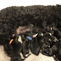 Portuguese Water Dog Puppies from Aguas de Seda