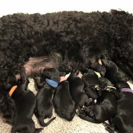 Portuguese Water Dog Puppies from Aguas de Seda