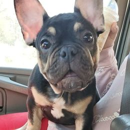 French Bulldog Puppies from Capo