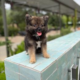 Chase - Black and tan parti male Pomeranian puppy in San Antonio, Texas from San Antonio Pomeranian