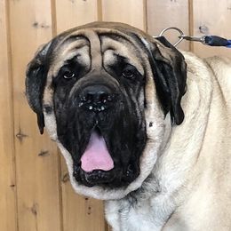 Ranger - Mastiff